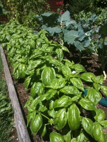 Basil 2011
